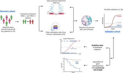 MIR4435-2HG as a possible novel predictive biomarker of chemotherapy response and death in pediatric B-cell ALL